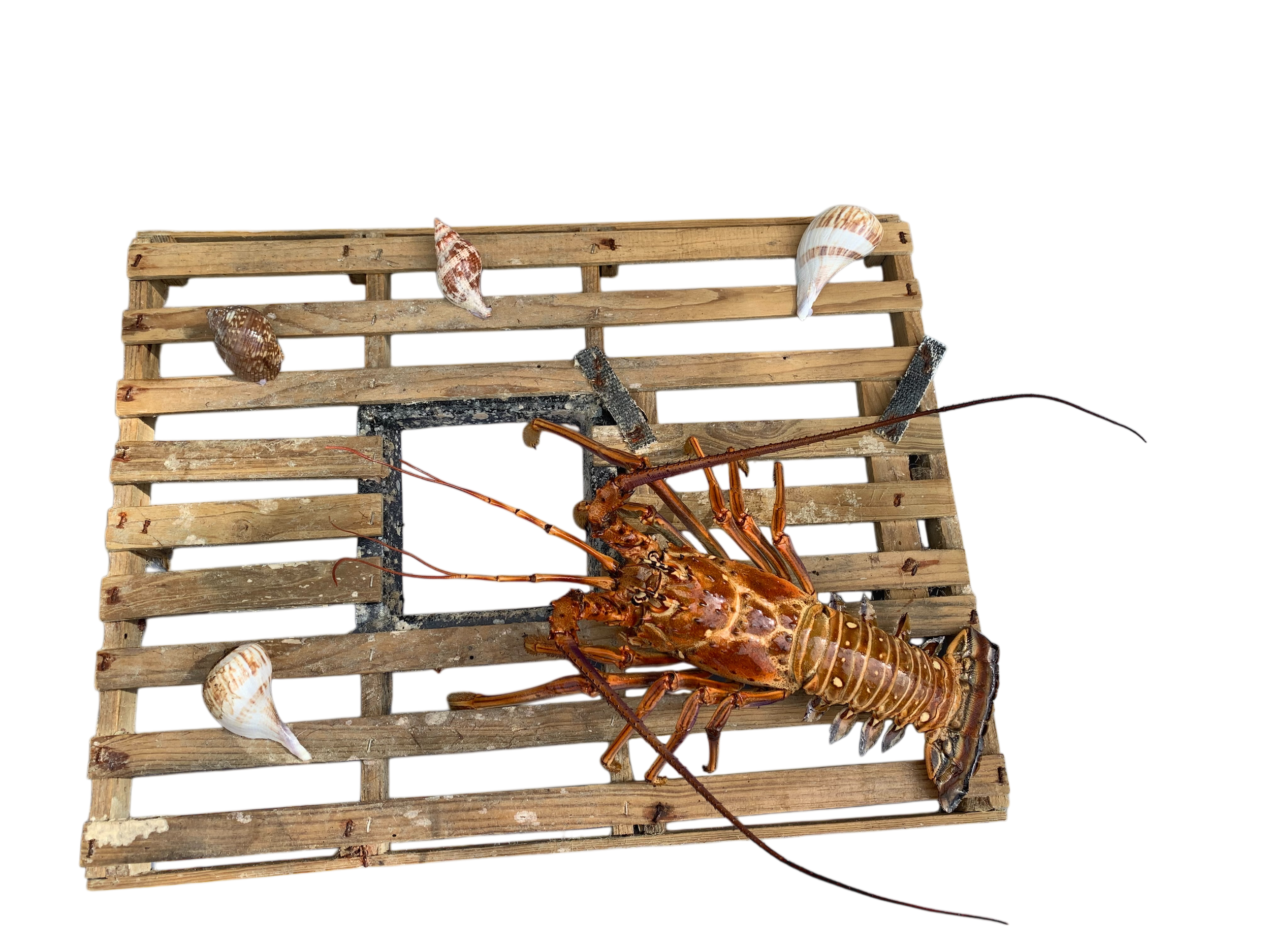 SINGLE LOBSTER.PNG