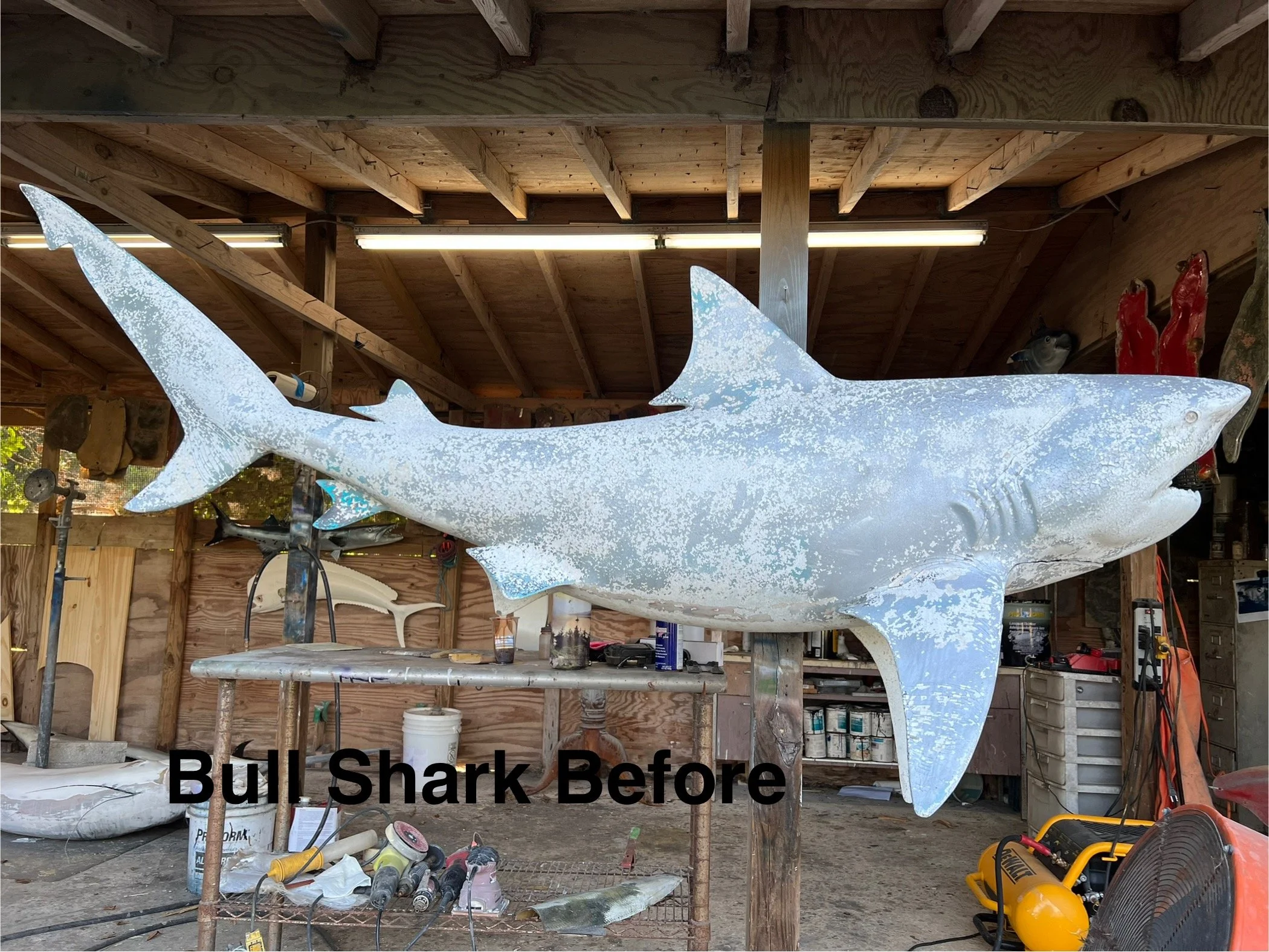 A fiberglass bull shark sculpture in a woodworking workshop, with tools, paint cans, and other workshop supplies around.