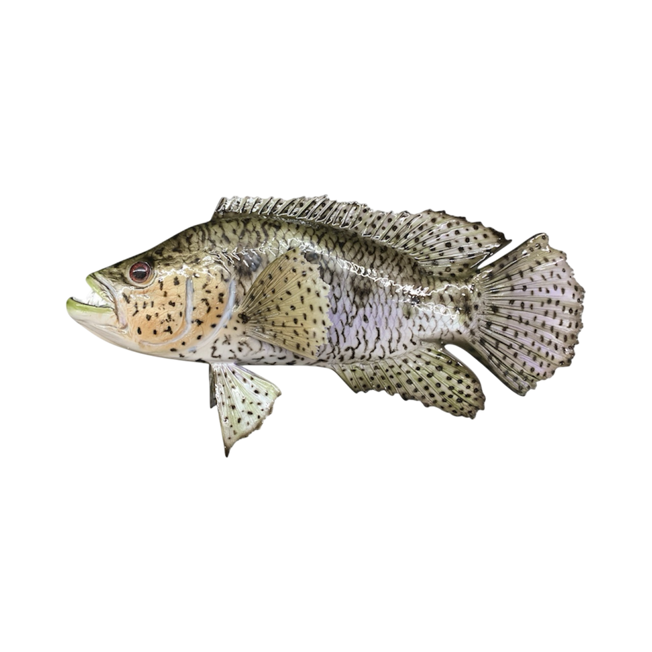 JAGUAR GUAPER 18.PNG