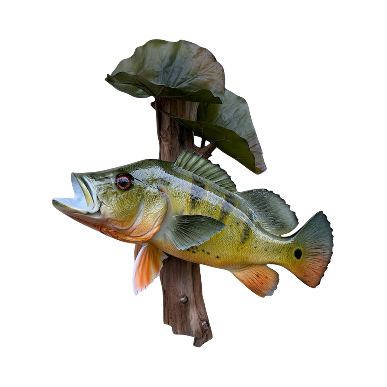 PEACOCK BASS 56.PNG