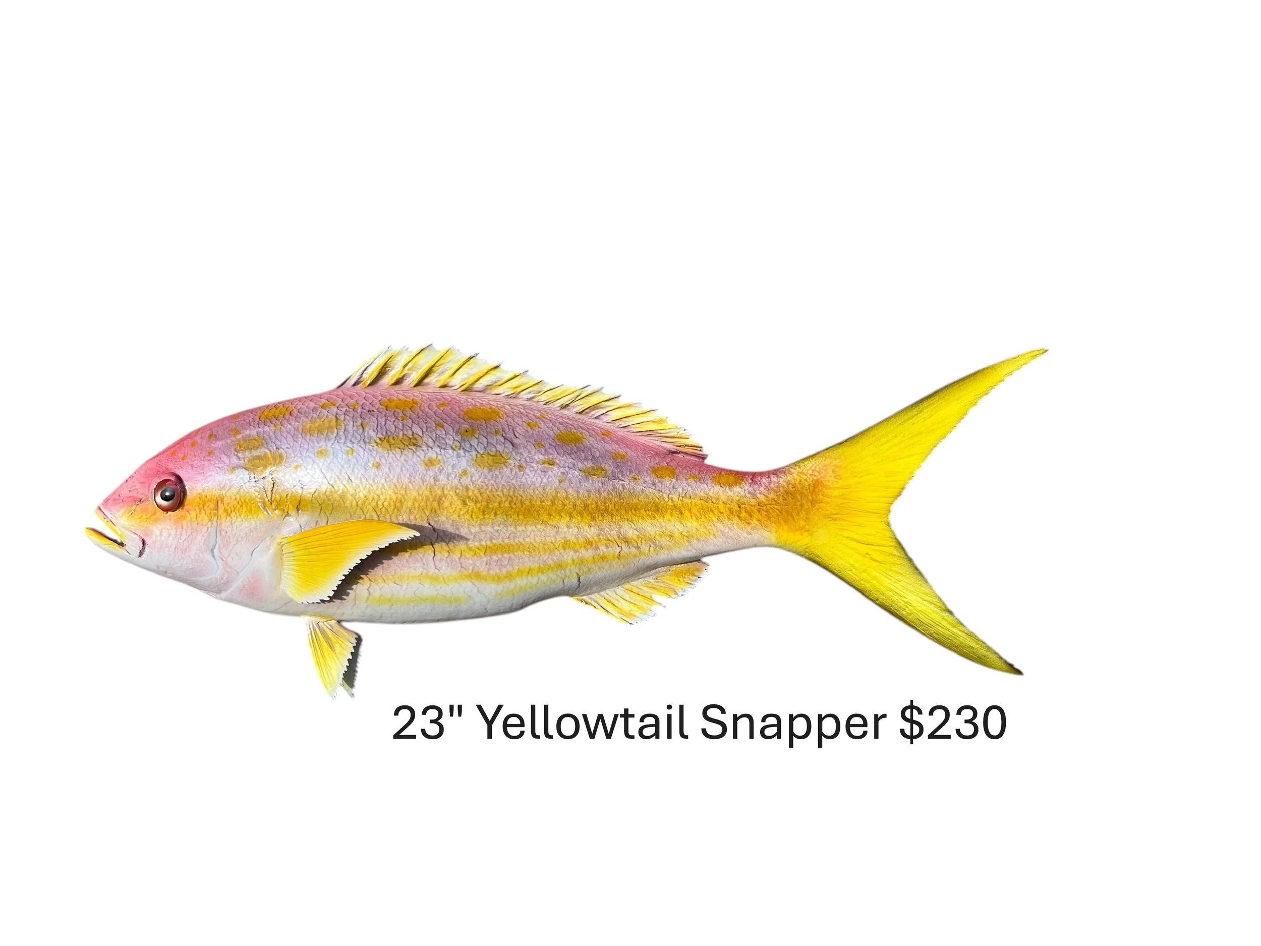 23" Yellowtail Snapper