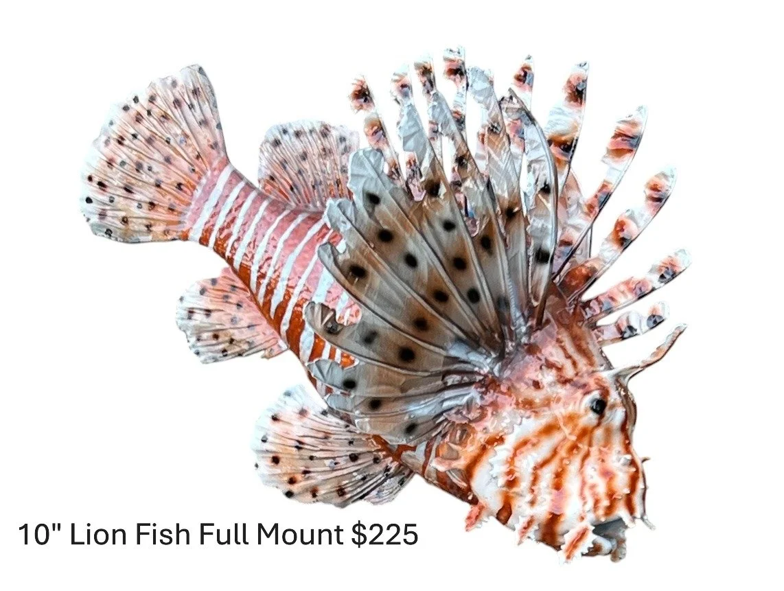 10" Lion Fish Full Mount