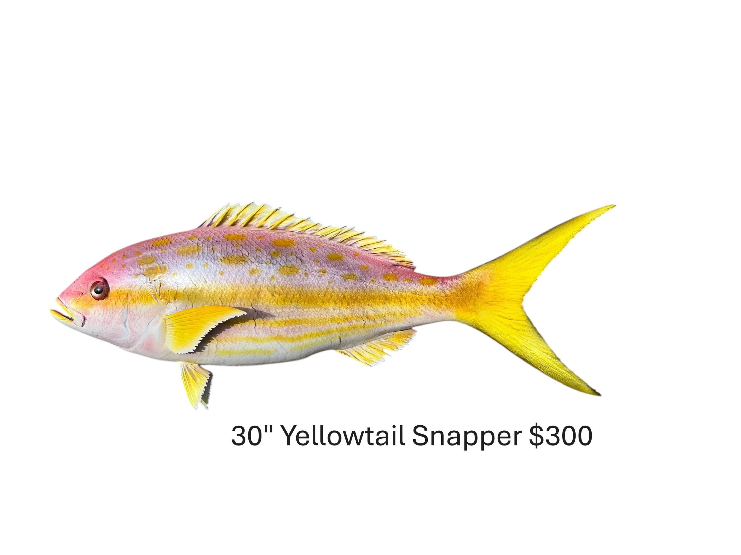 30" Yellowtail Snapper
