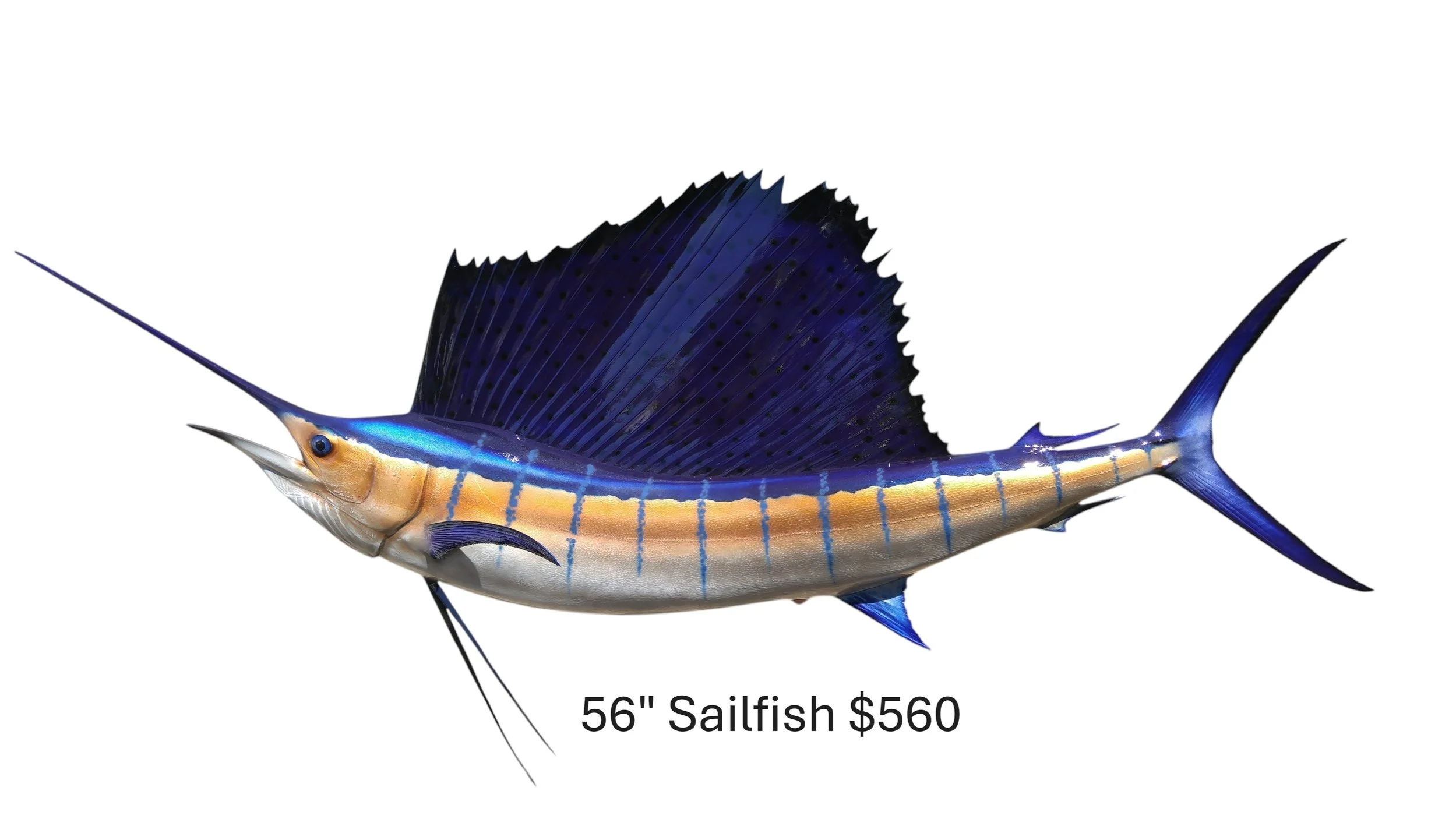 56+SAILFISH.png