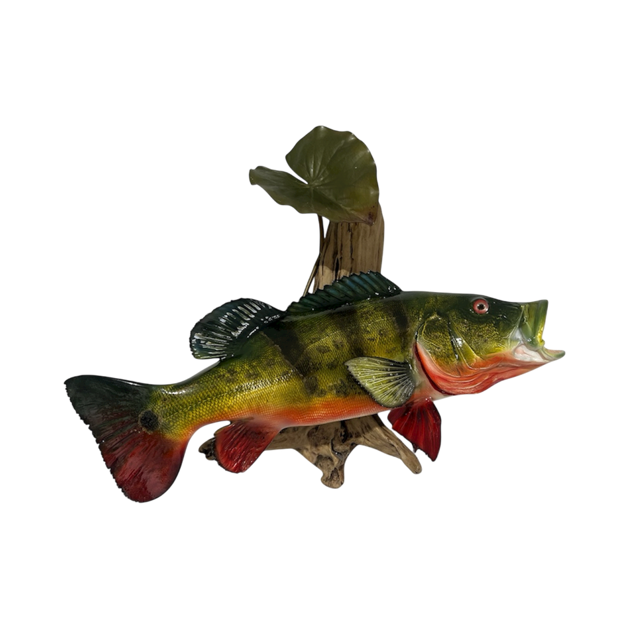 PEACOCK BASS 34.PNG