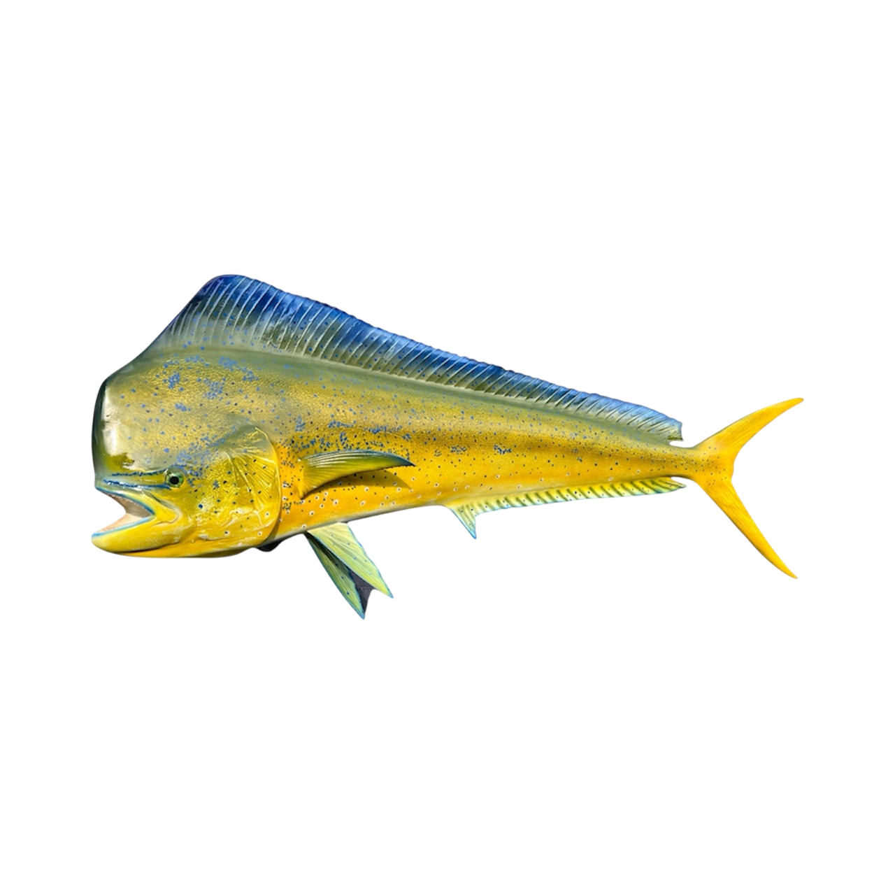 Mahi - Mahi (Bull Dolphin)