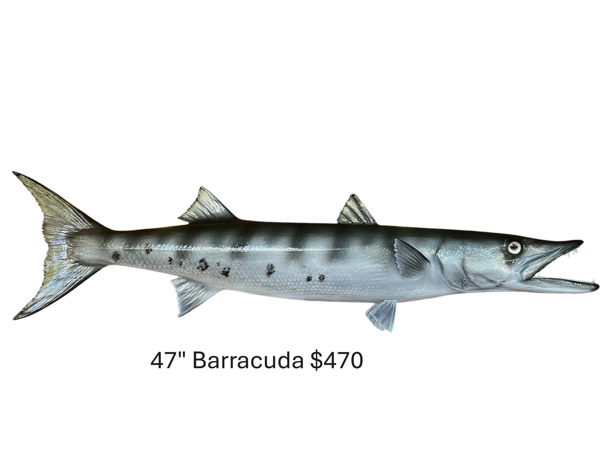 47" Barracuda