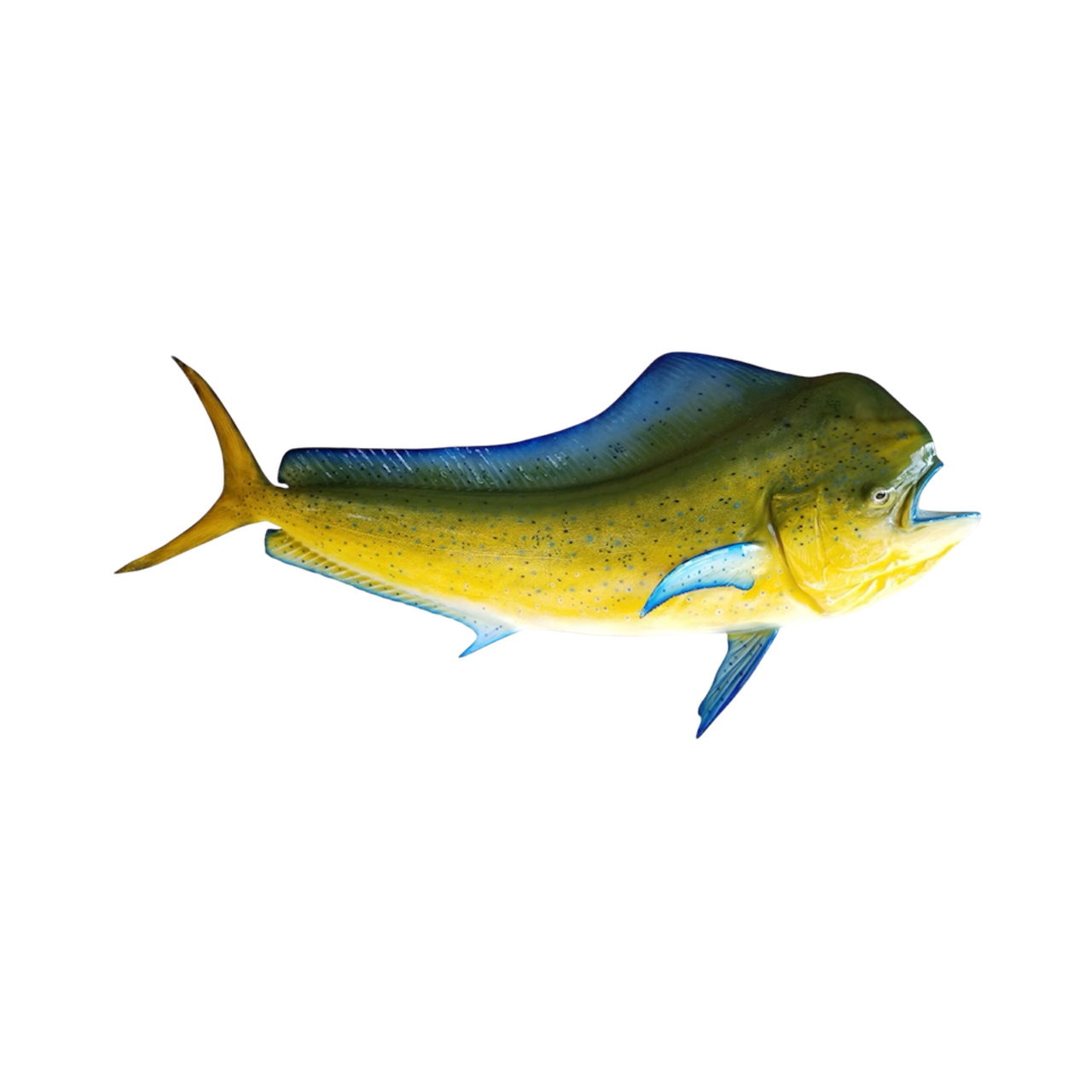 BULL DOLPHIN 59.PNG