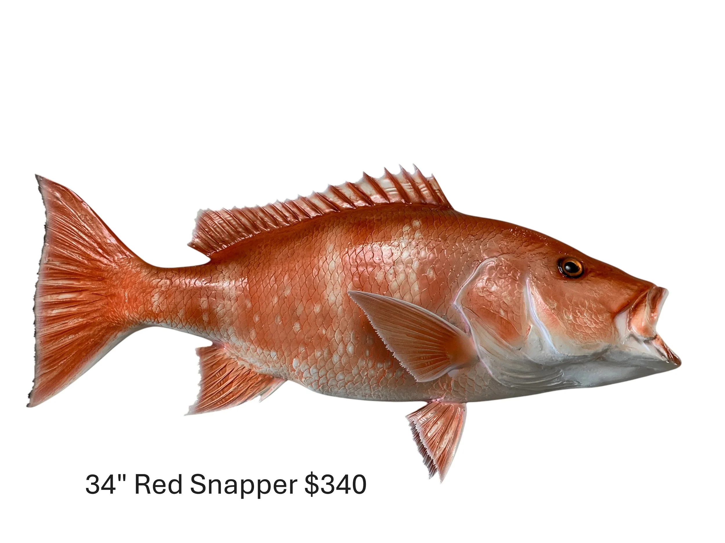 34" Red Snapper