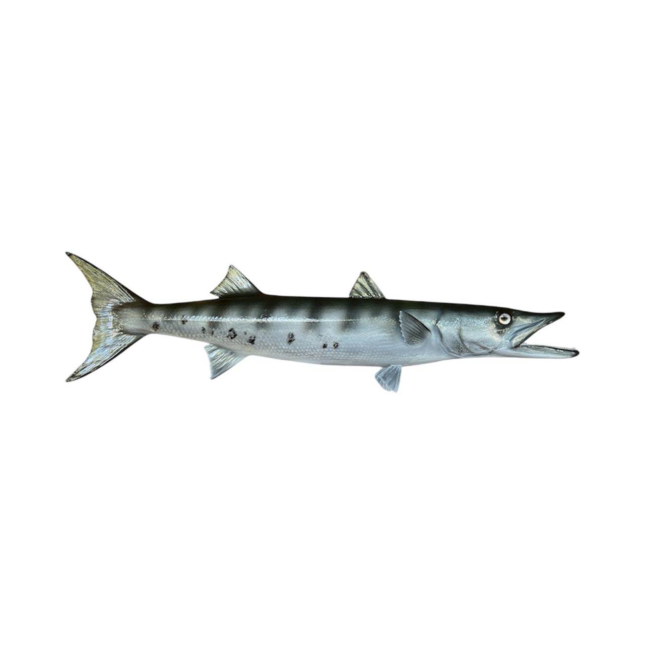 BARACUDA 43.PNG