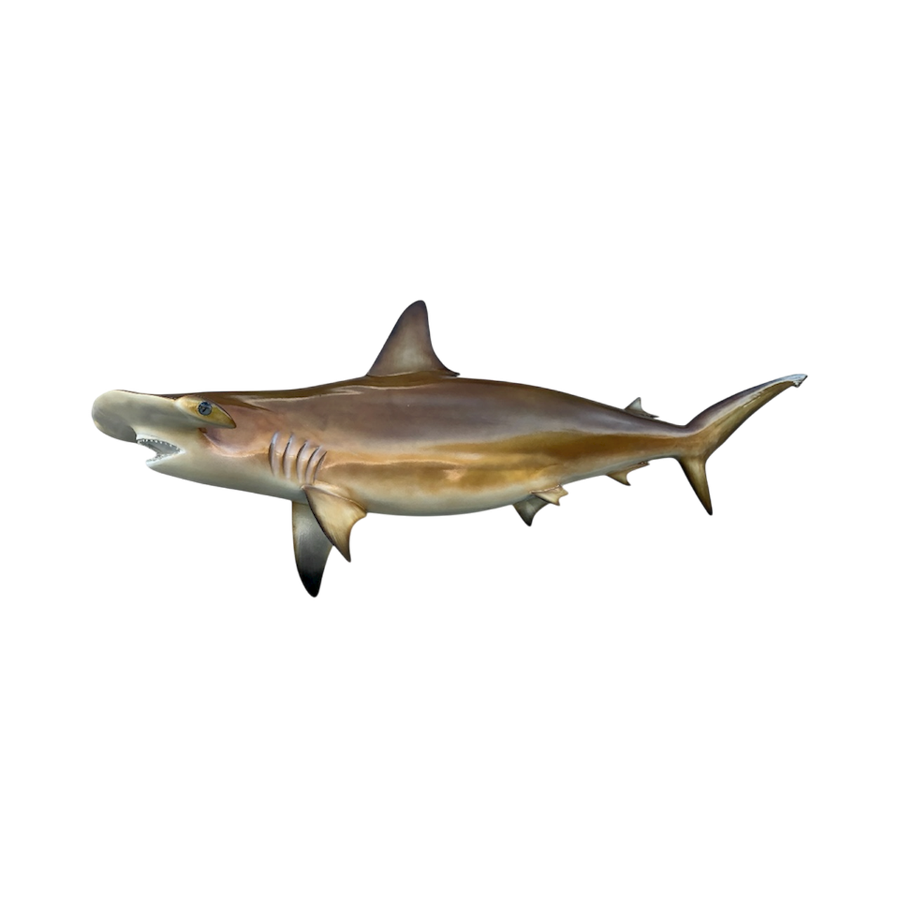 HAMMERHEAD SHARK 101.PNG
