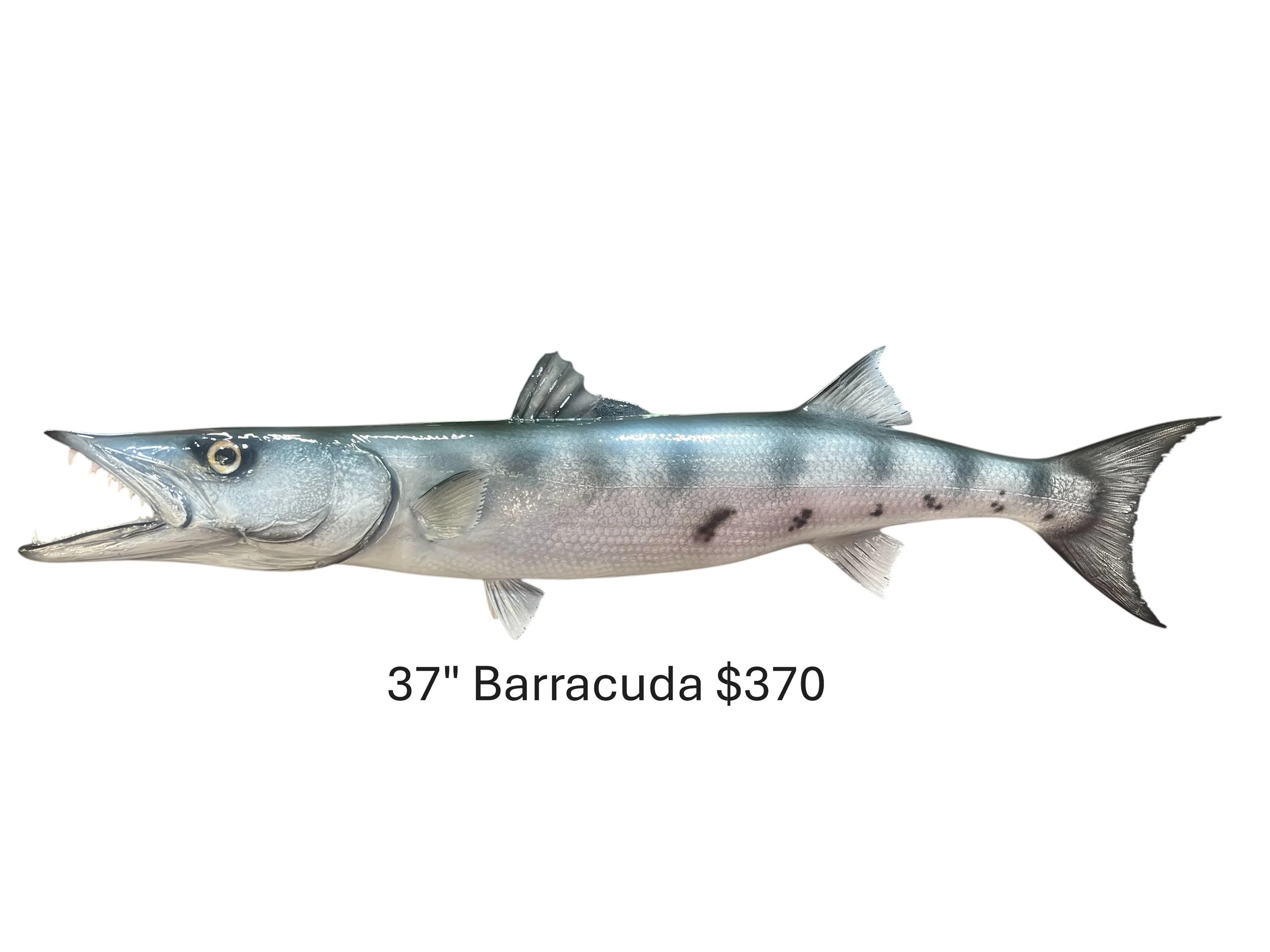 37" Barracuda