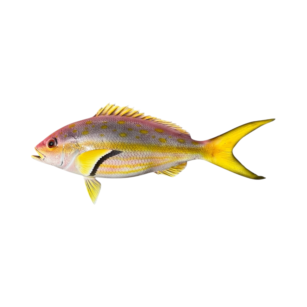 YELLOWTAIL SNAPER 40.PNG
