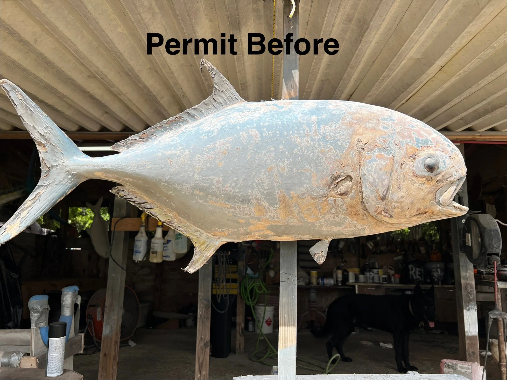 A weathered fiberglass fish sculpture mounted on a wooden stand, with the words 'Permit Before' in black text above it.