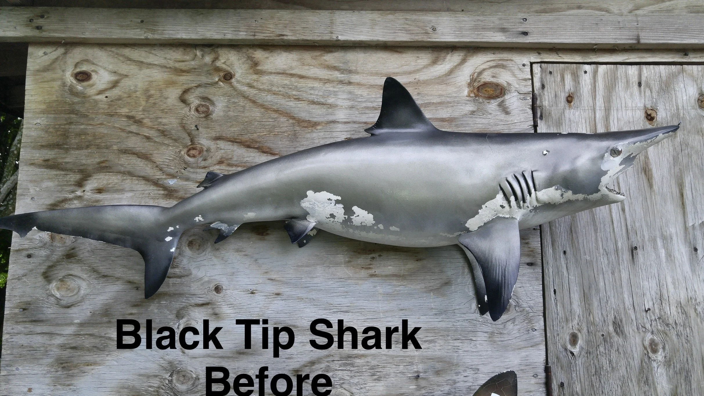 A mounted metal shark sculpture called 'Black Tip Shark' attached to a weathered wooden background.
