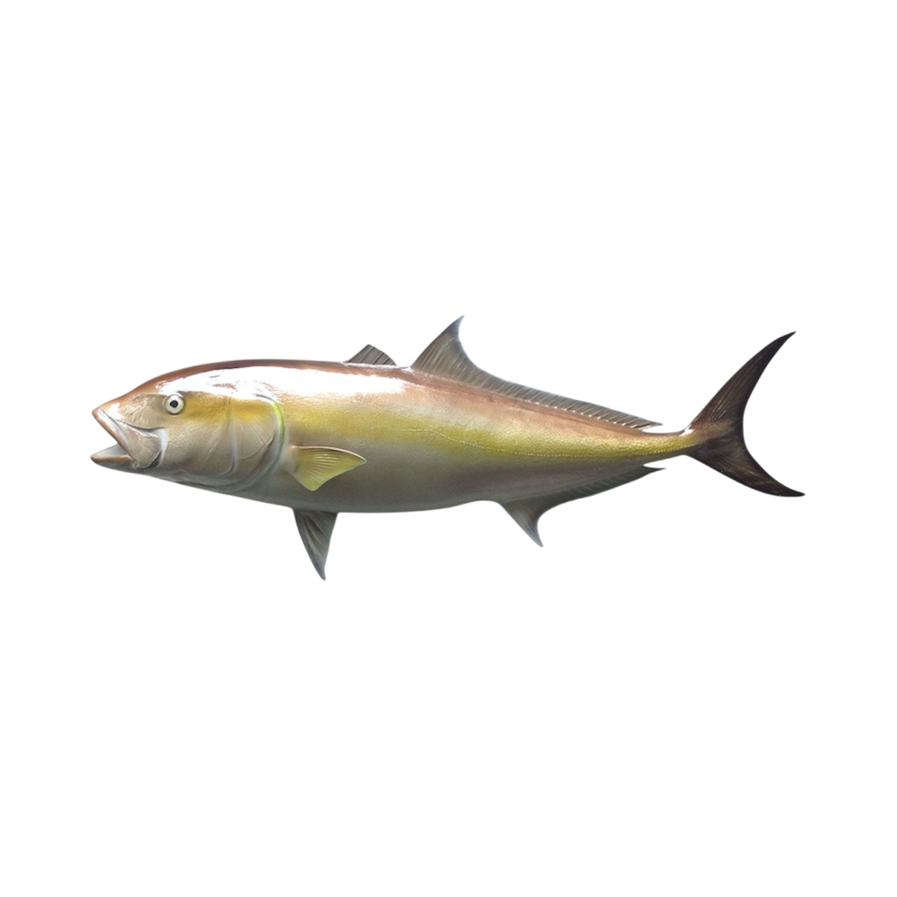 AMBER JACK 77.PNG