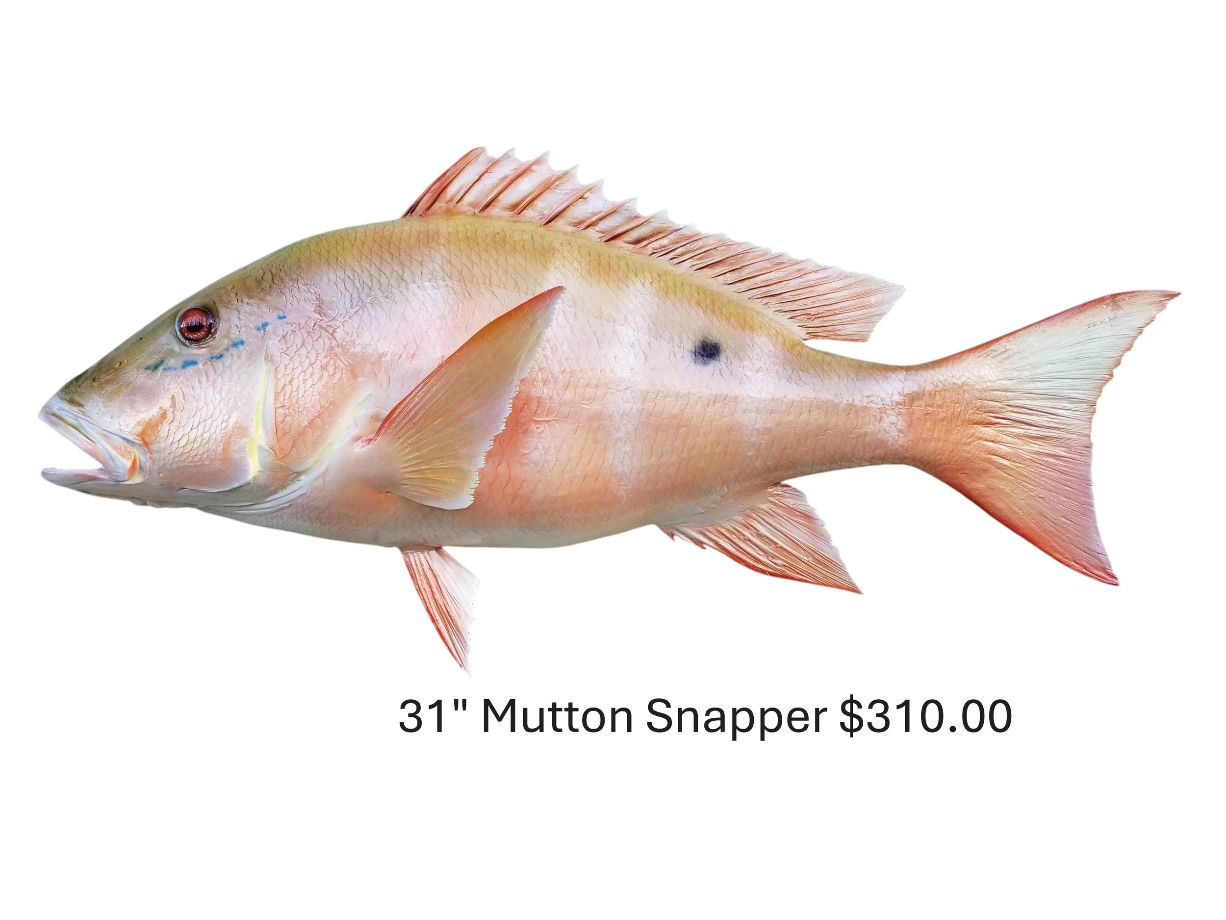 31" Mutton Snapper