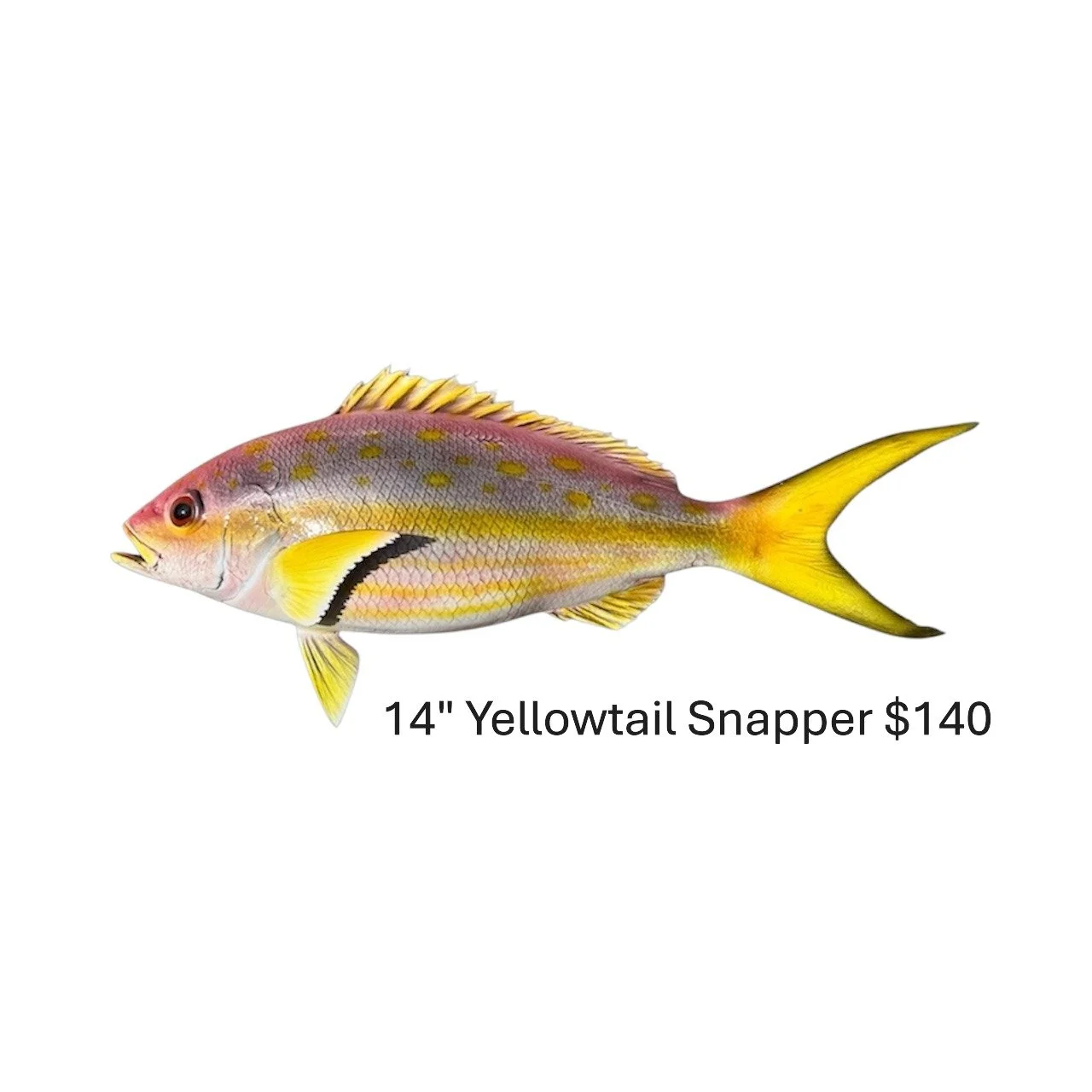 14" Yellowtail Snapper