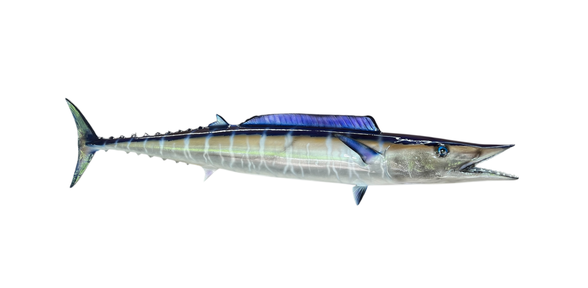 WAHOO 50.PNG
