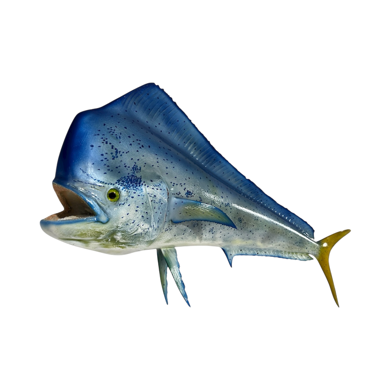 BULL DOLPHIN 6.PNG