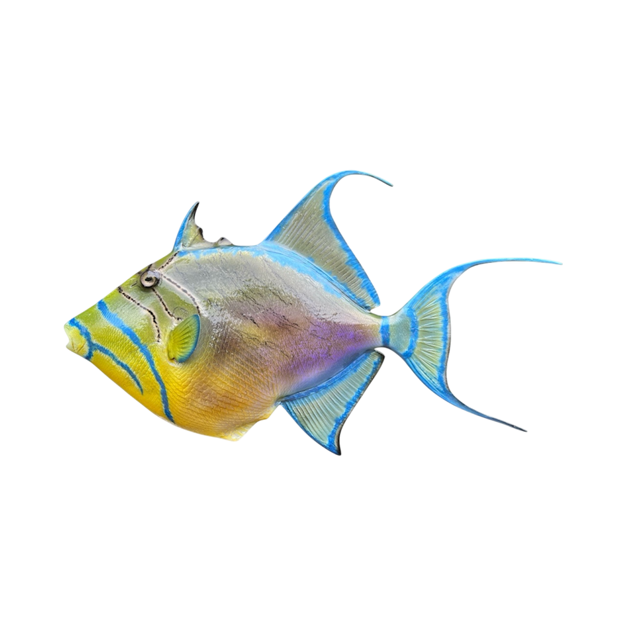 QUEEN TRIGER FISH 7.PNG