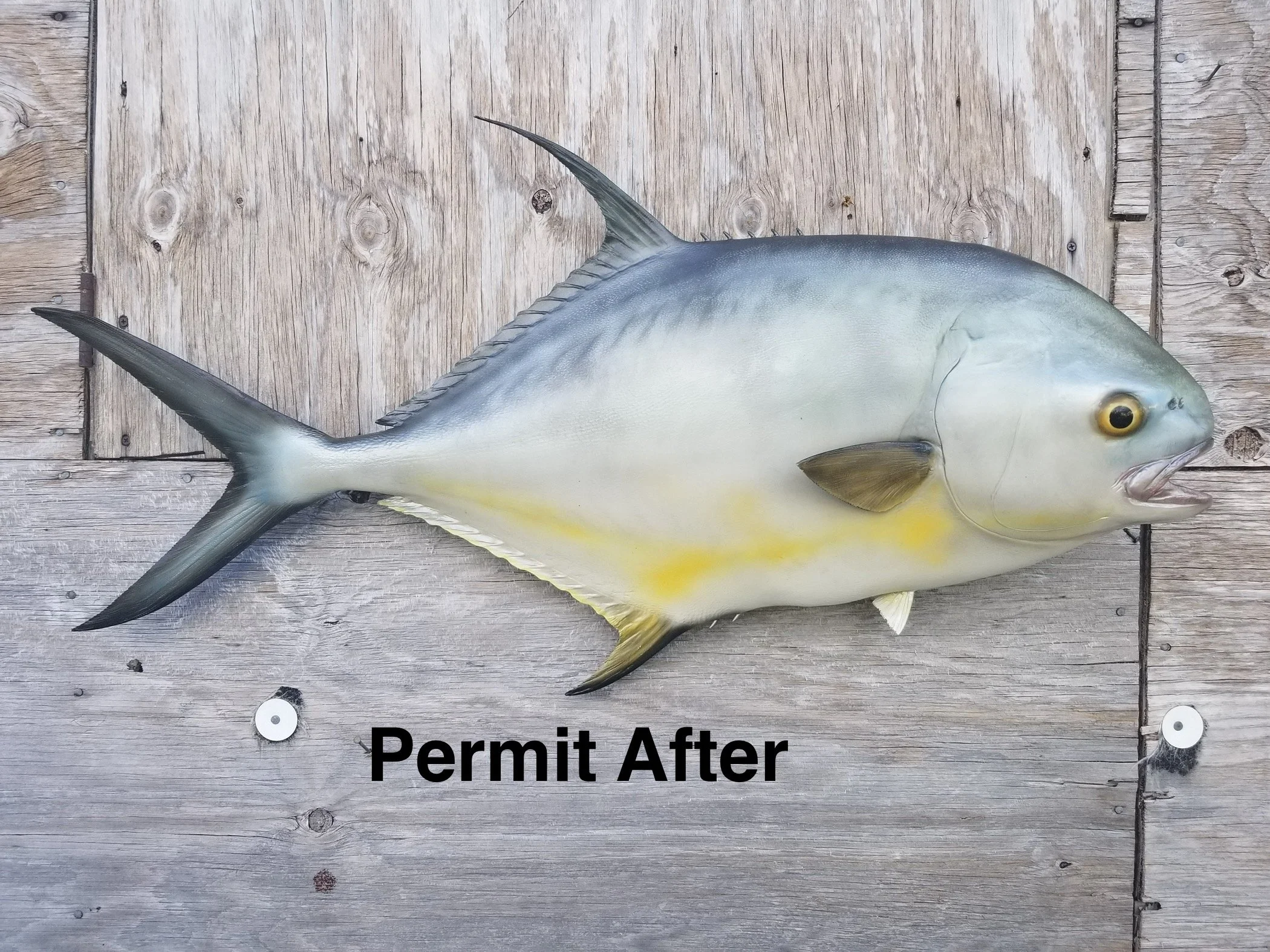 A fish with yellow eyes and gray body lies on a wooden surface, with text partially visible at the bottom reading 'Permit After'.