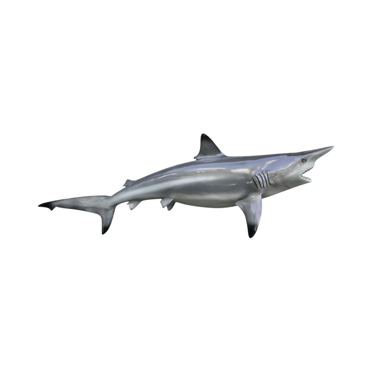 BLACKTIP SHARK 110.PNG