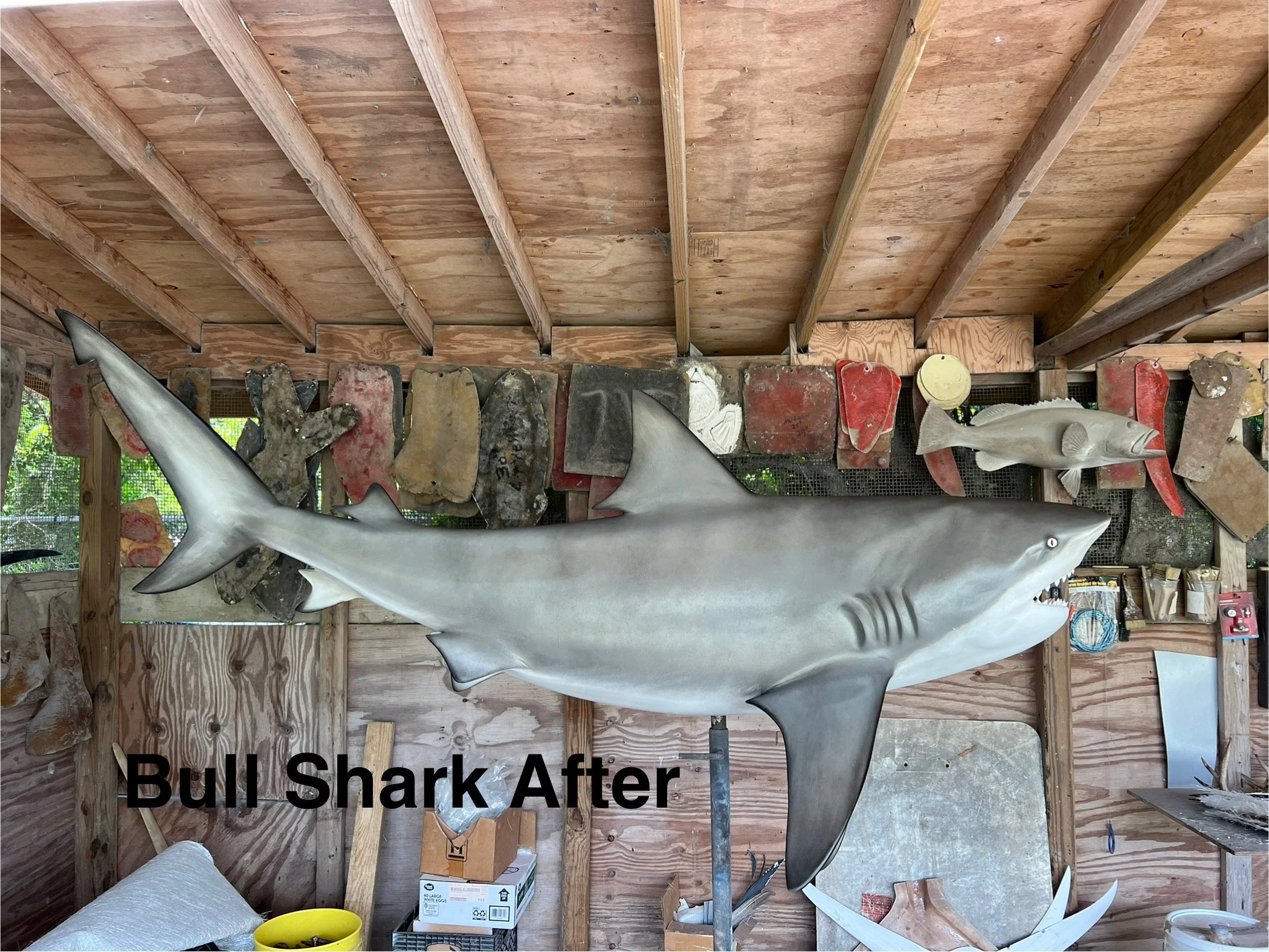 a large mounted shark model with a pointed snout and sharp teeth in a wooden shed, surrounded by various rocks, tools, and containers, with some hanging objects and a cluttered workspace
