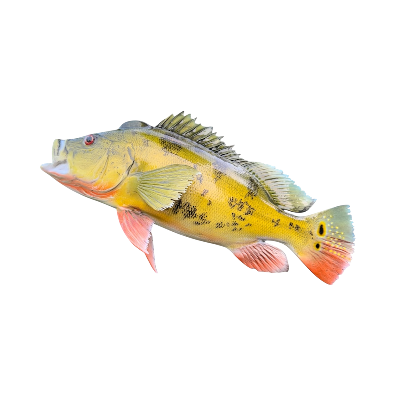 PEACOCK BASS 31.PNG