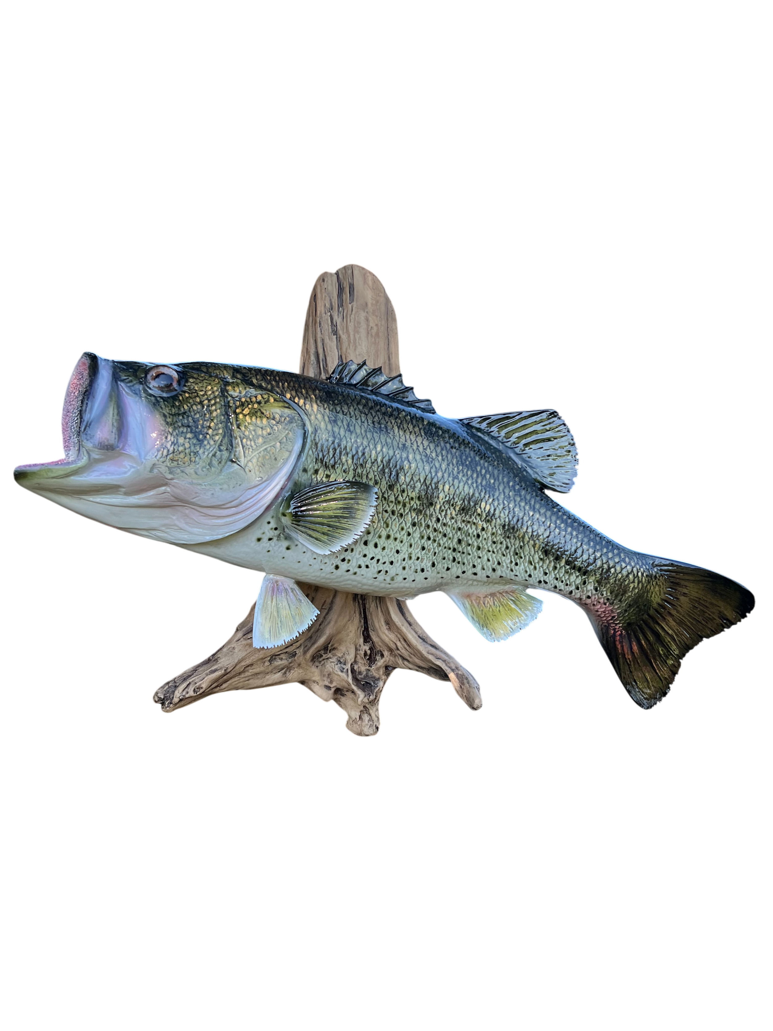 Largemouth Bass