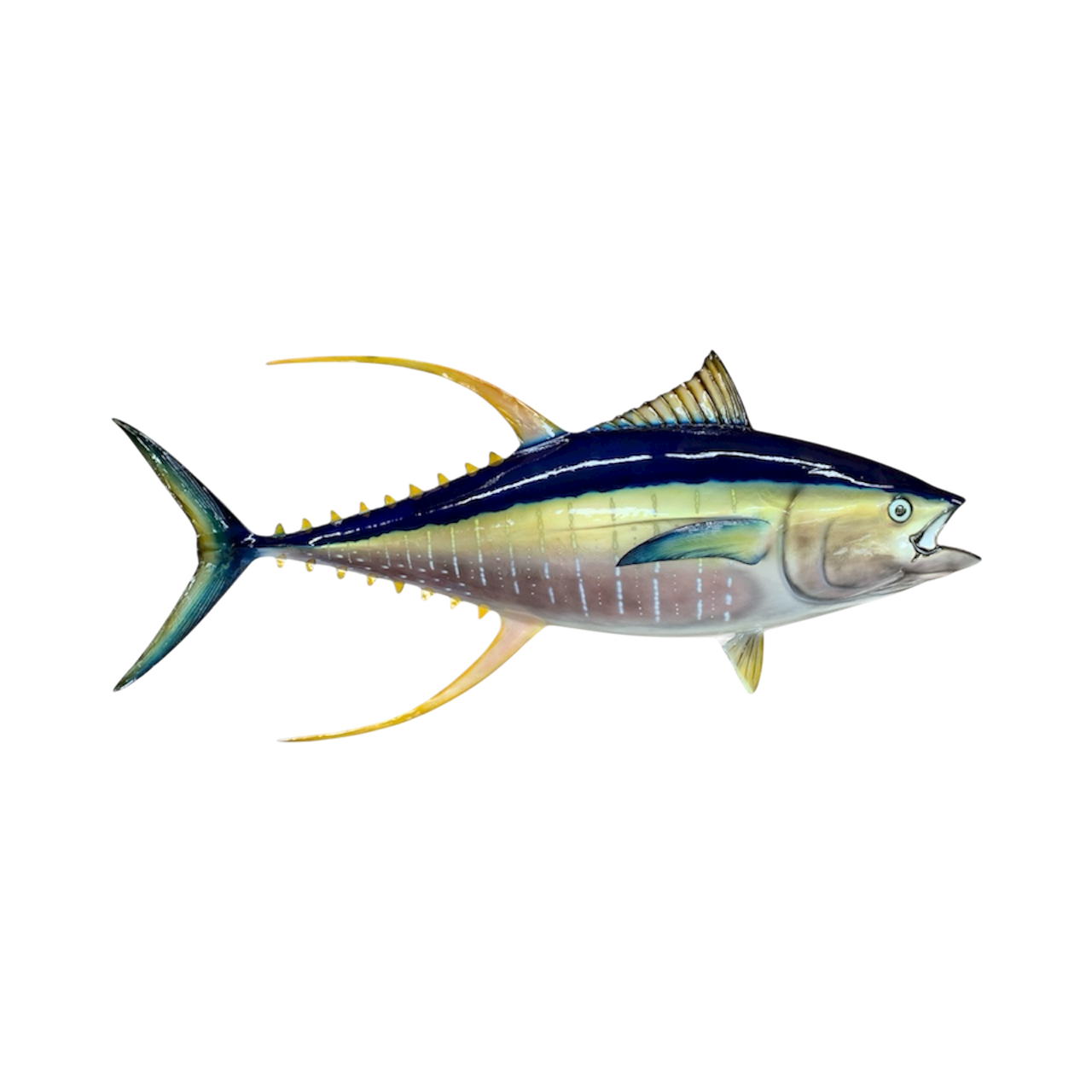 Tuna Collection