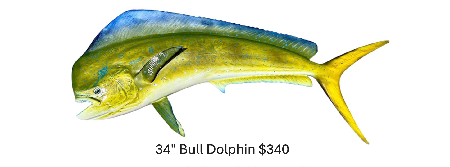 34" Bull Dolphin