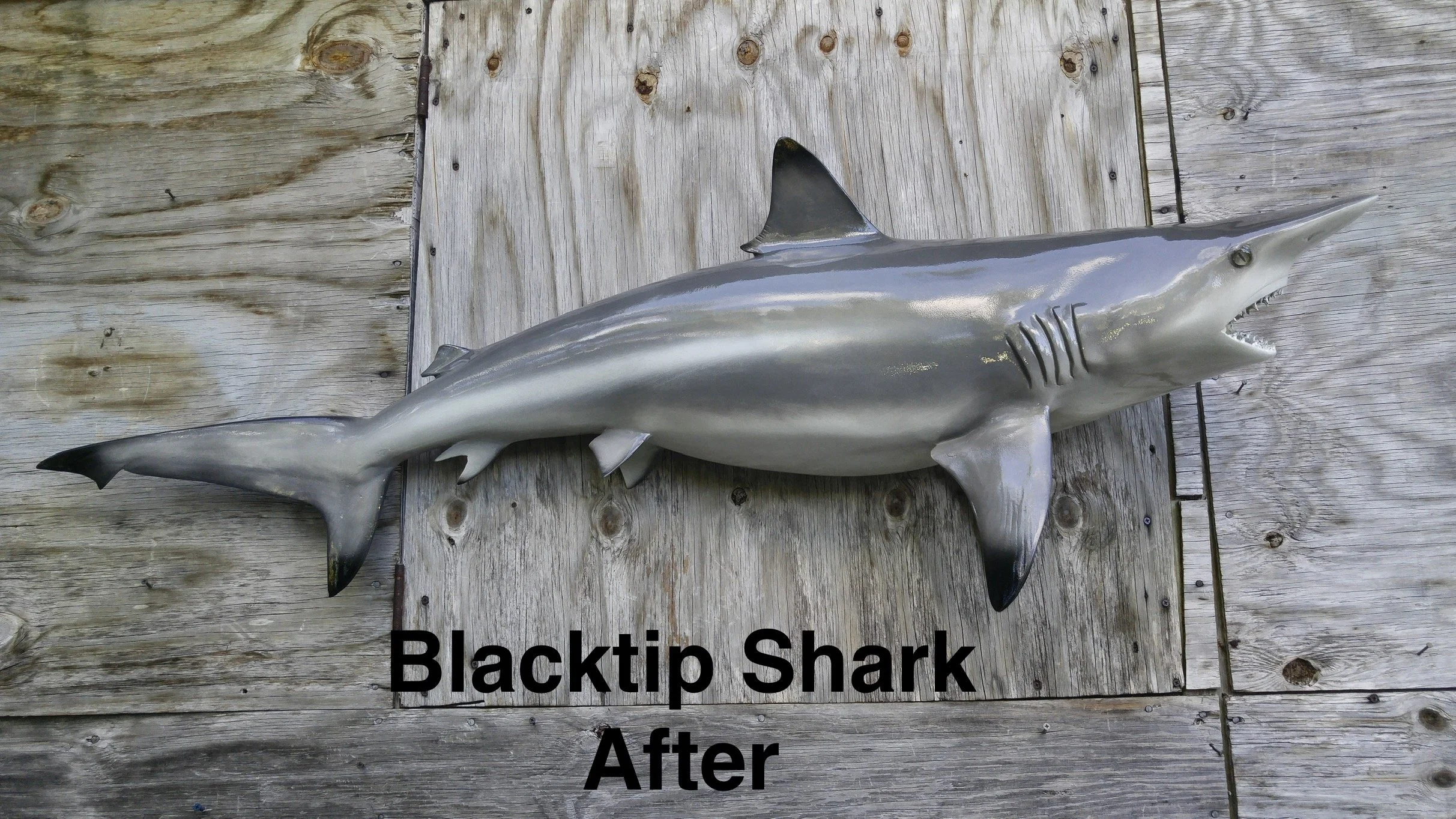 A metal sculpture of a blacktip shark mounted on weathered wooden planks with a sign that says 'Blacktip Shark After'.