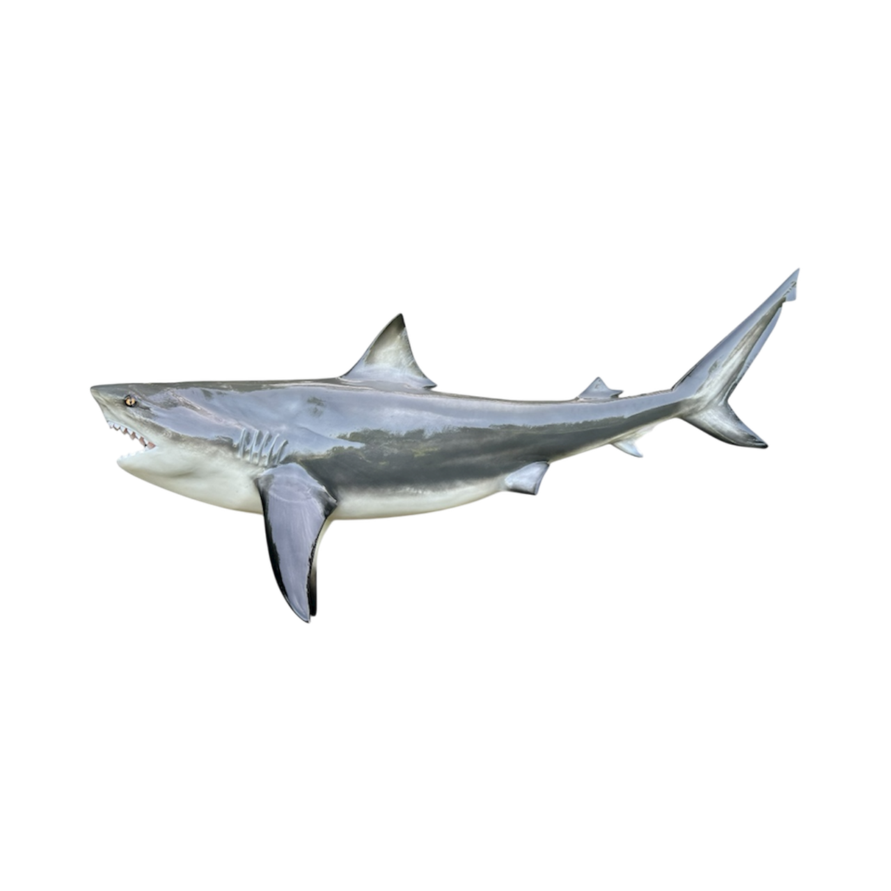 A great white shark swimming in the ocean.