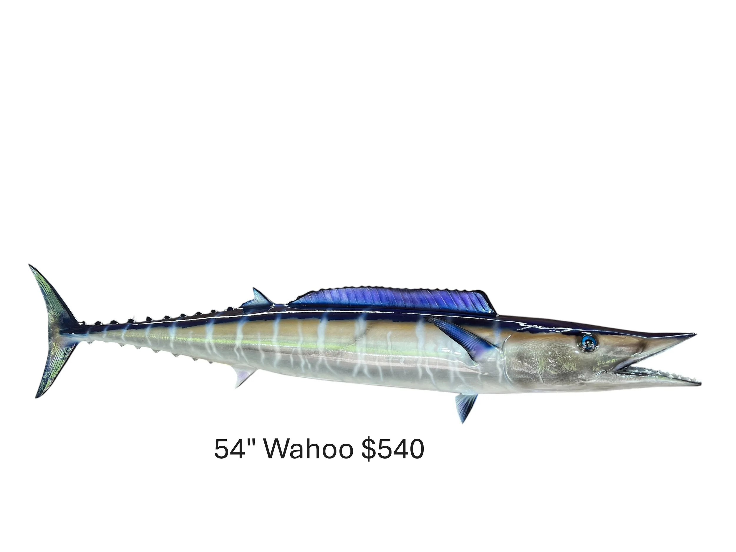54" Wahoo