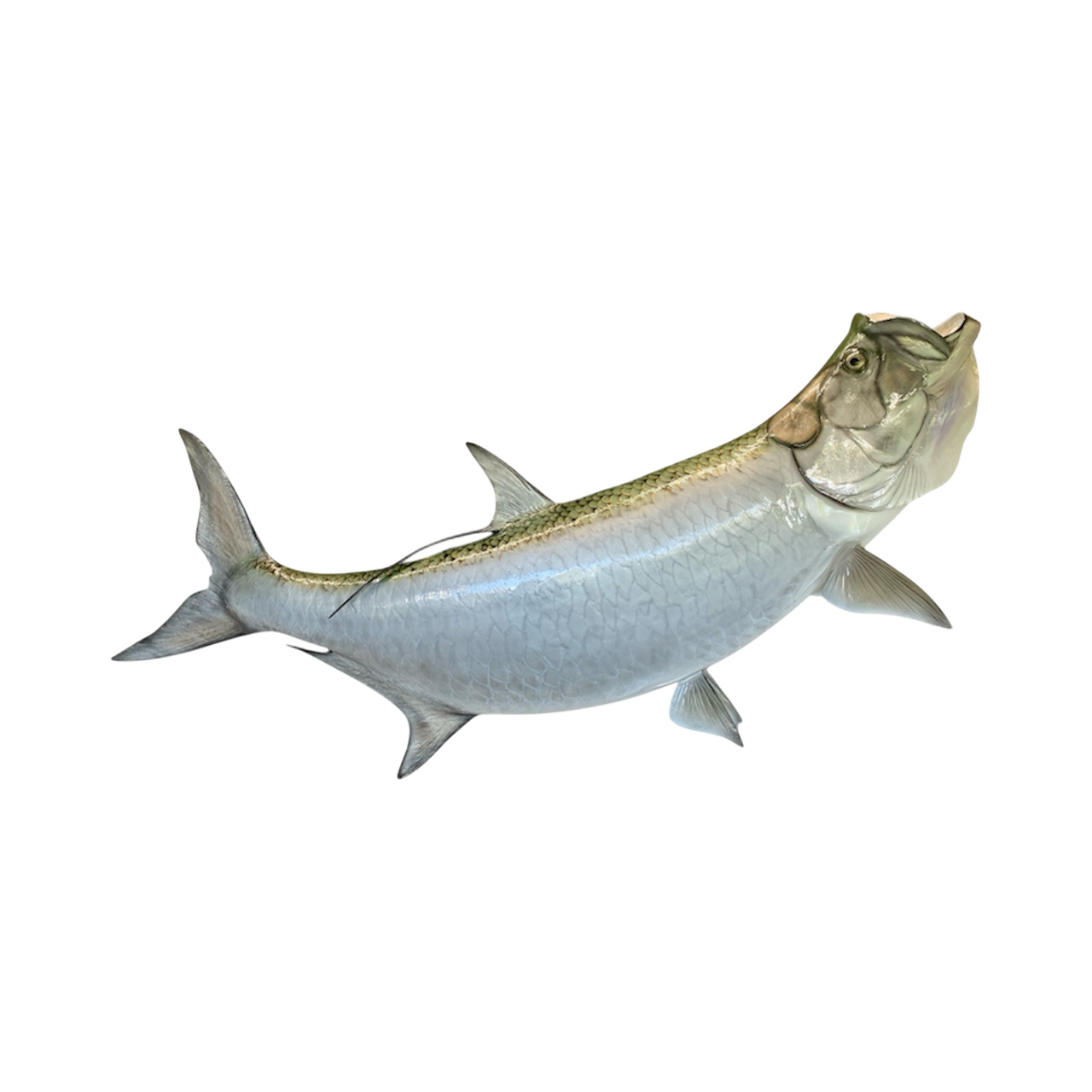 TARPON 28.PNG