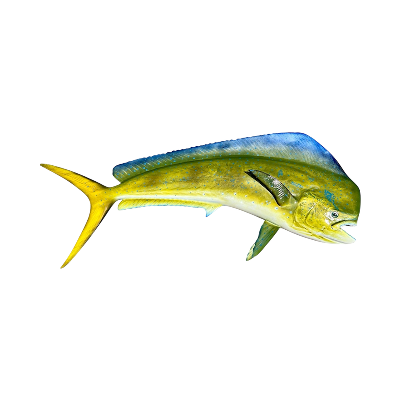 BULL DOLPHIN 33.PNG