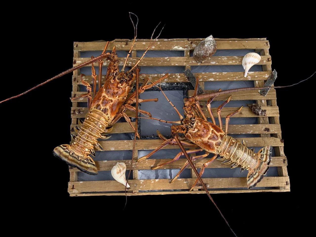 Two lobsters on a wooden crate surrounded by seashells against a black background.