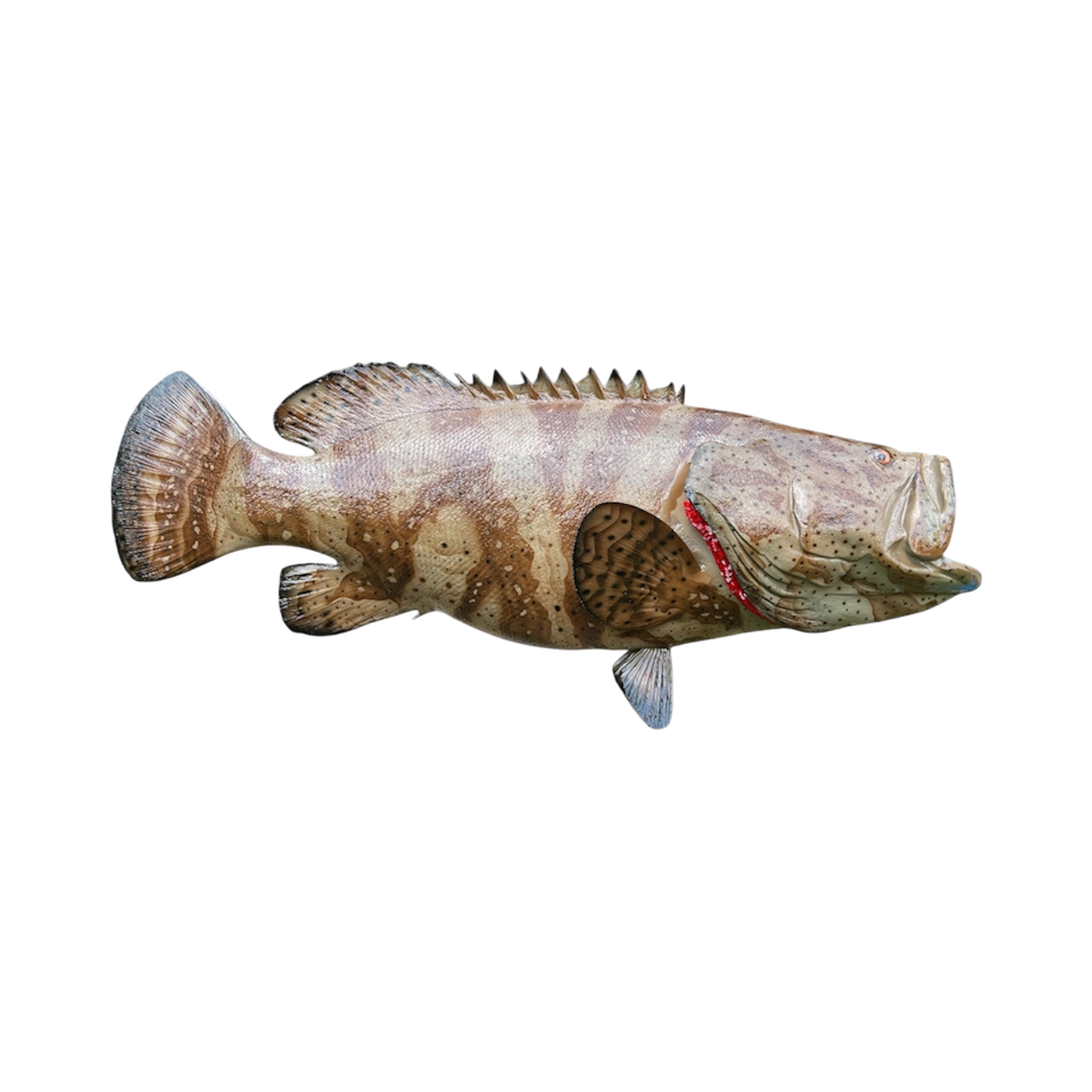 GOLIATH GROUPER 3.PNG