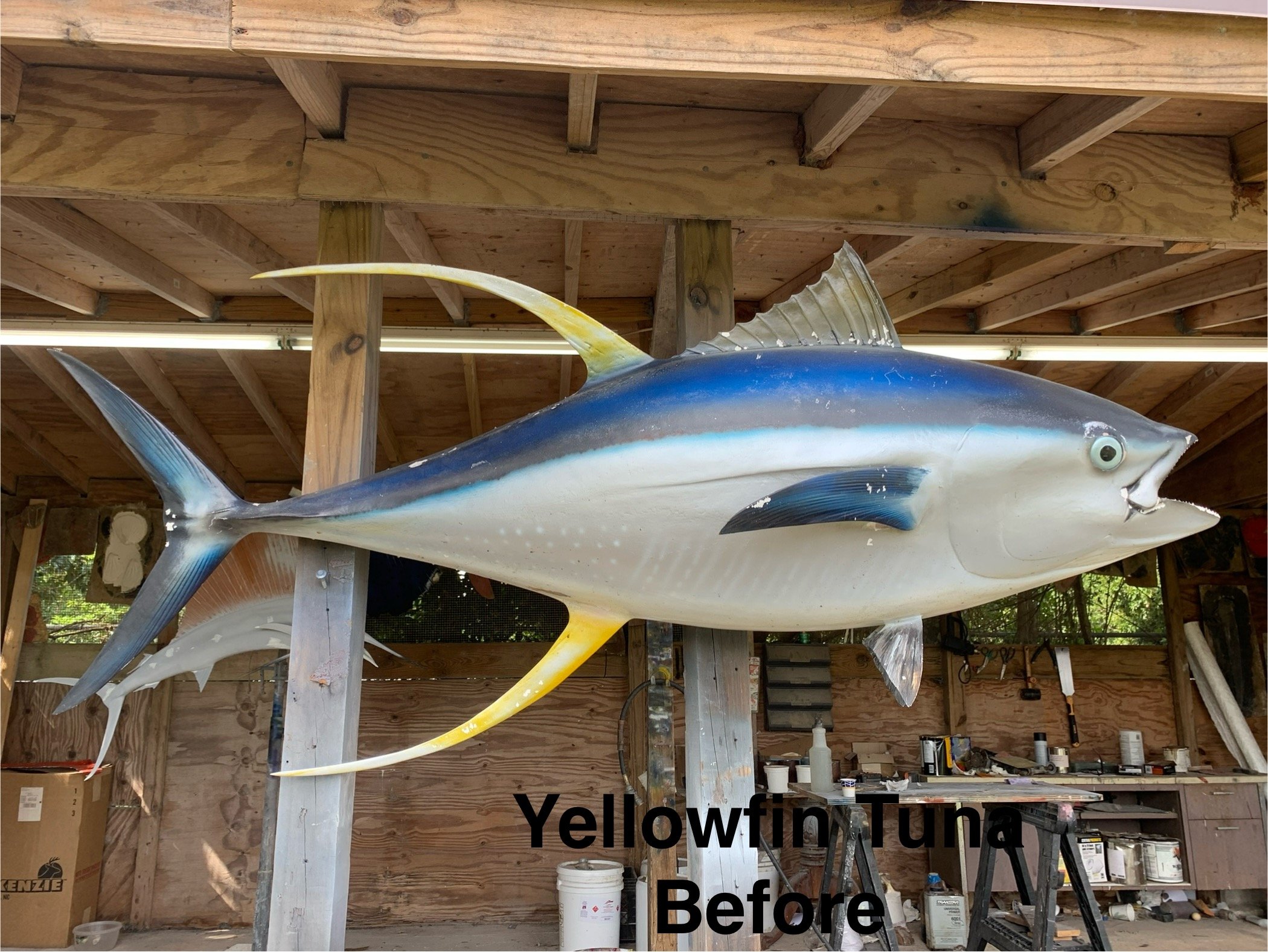 A large decorative fish sculpture mounted on a wooden garage or workshop wall. The fish has a blue body and yellow fins, with the text "Yellowfin Tuna" and "Before" partially visible at the bottom.