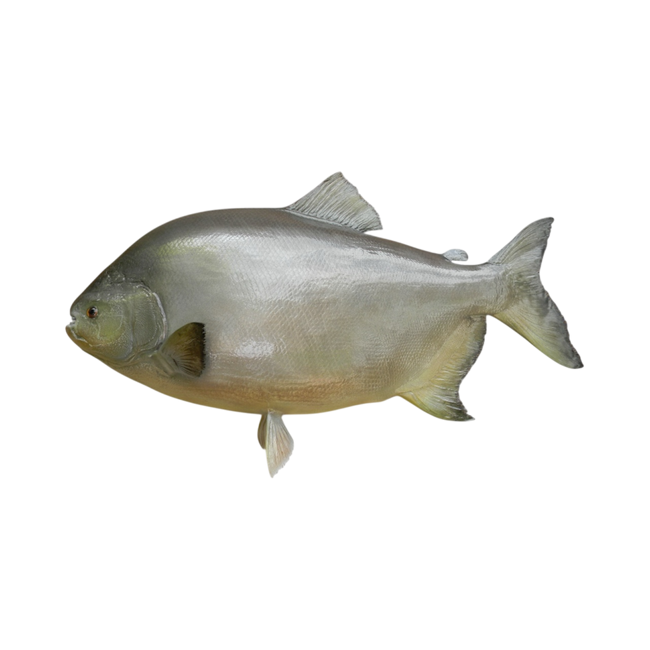 PACU 72.PNG