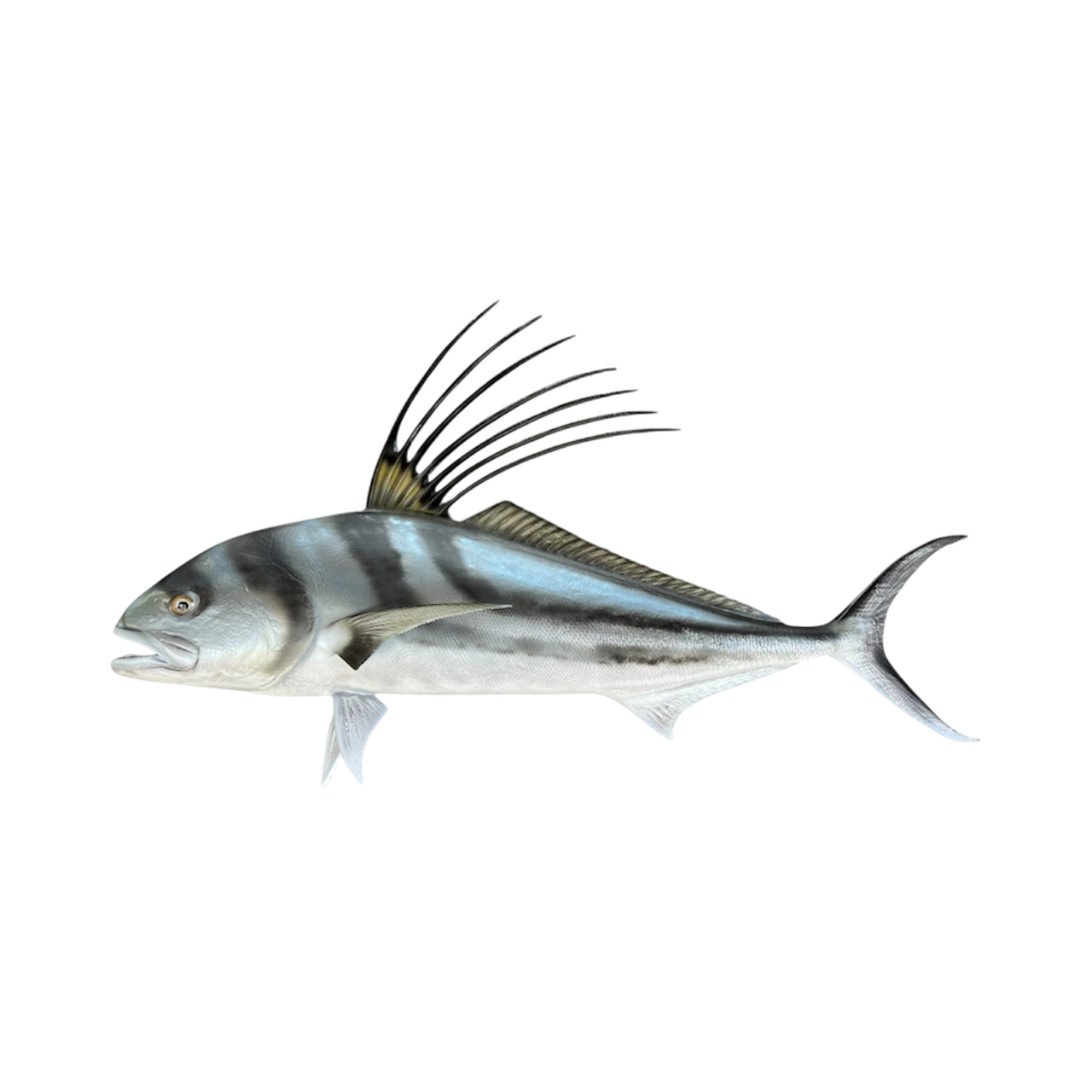 ROOSTER FISH 35.PNG