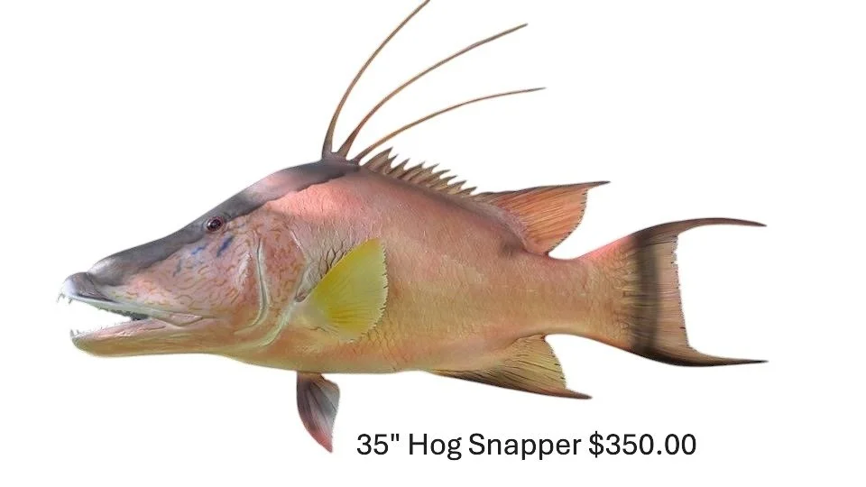 35" Hog Snapper