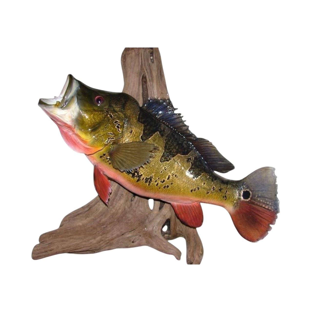 PEACOCK BASS 39.PNG