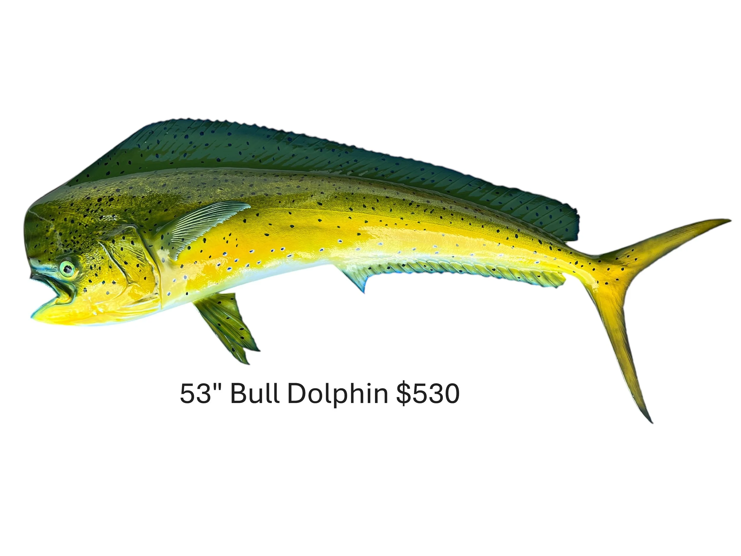 53" Bull Dolphin