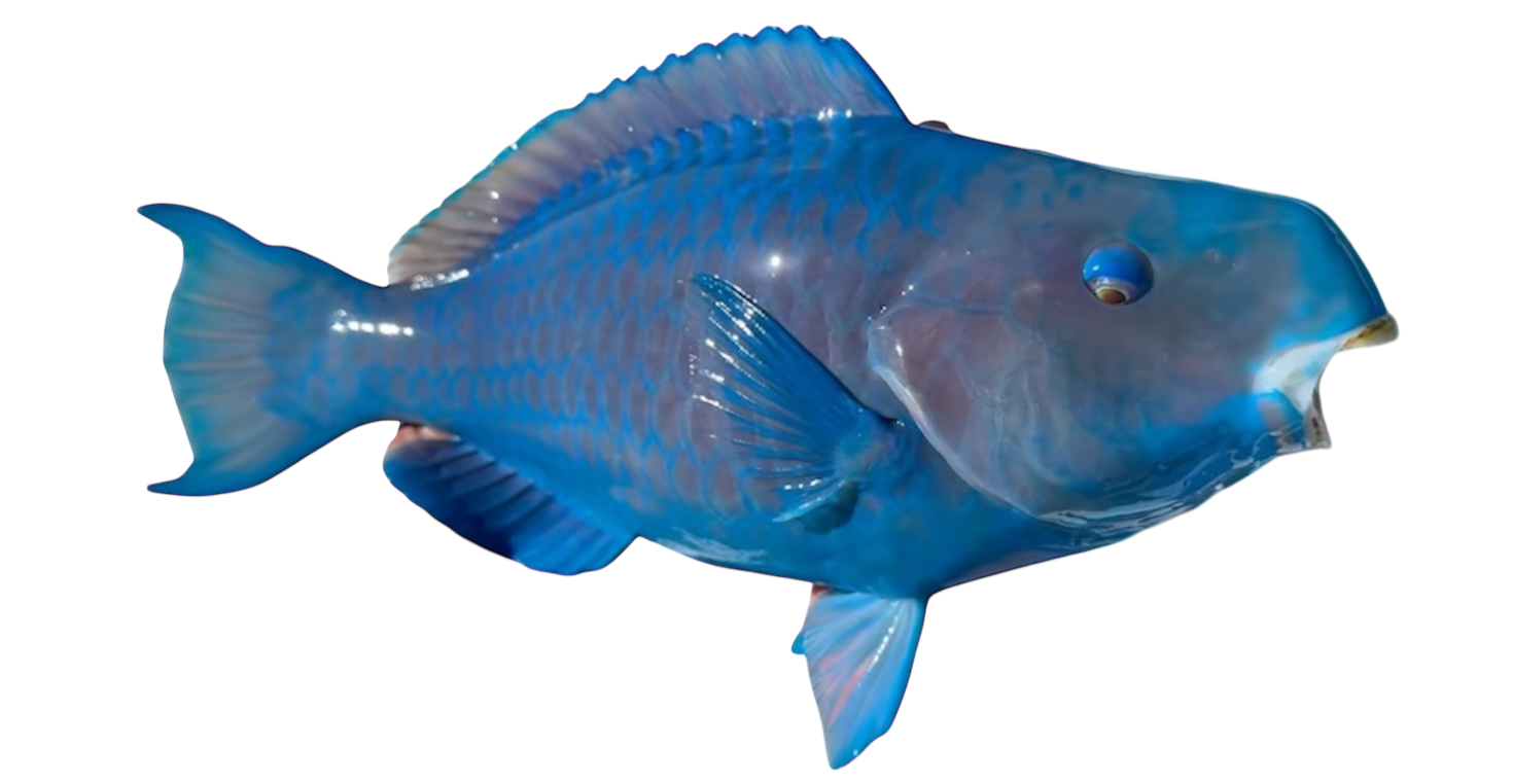 PARROT FISH 203.PNG