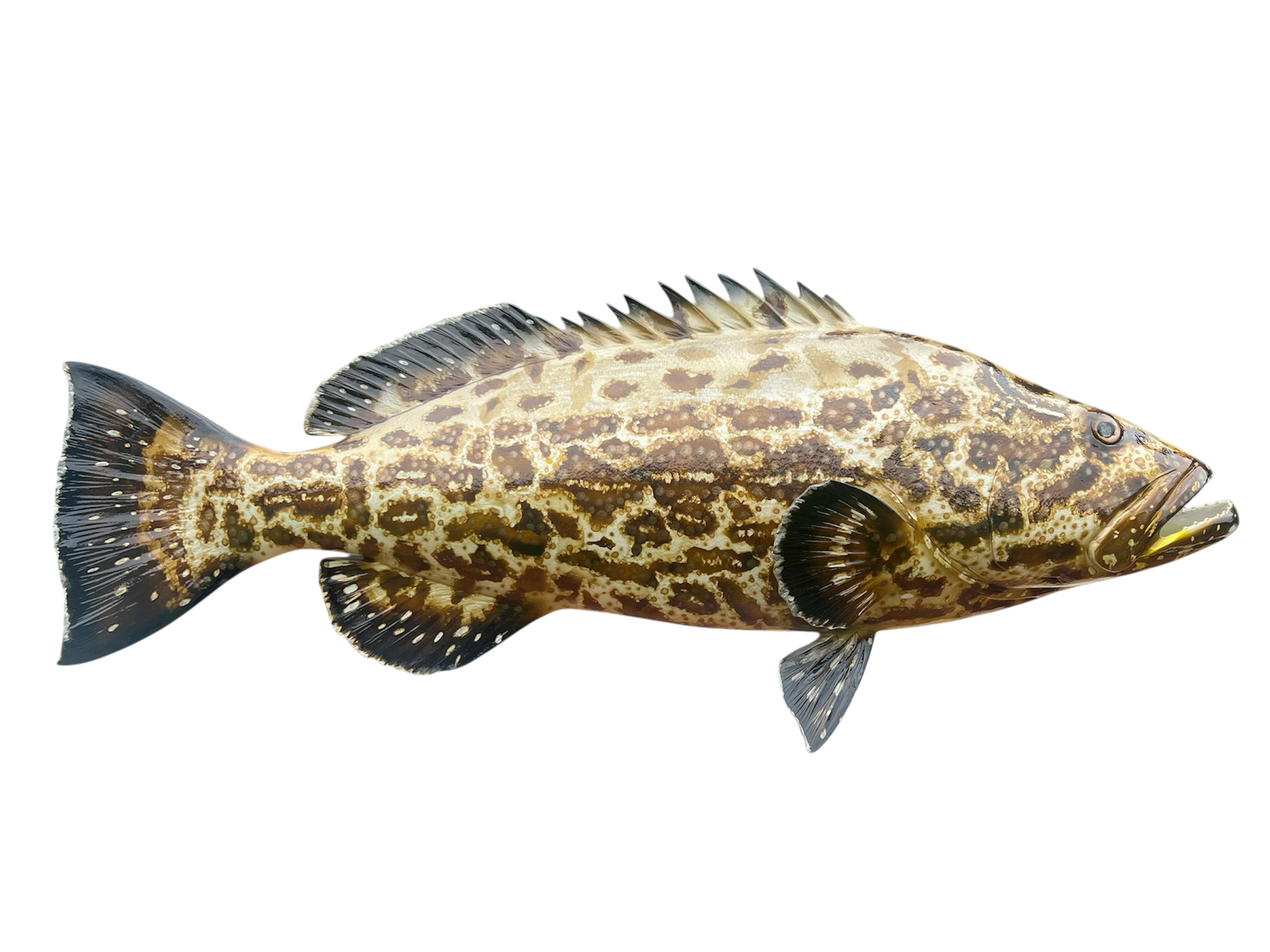 BLACK GROUPER 1.PNG