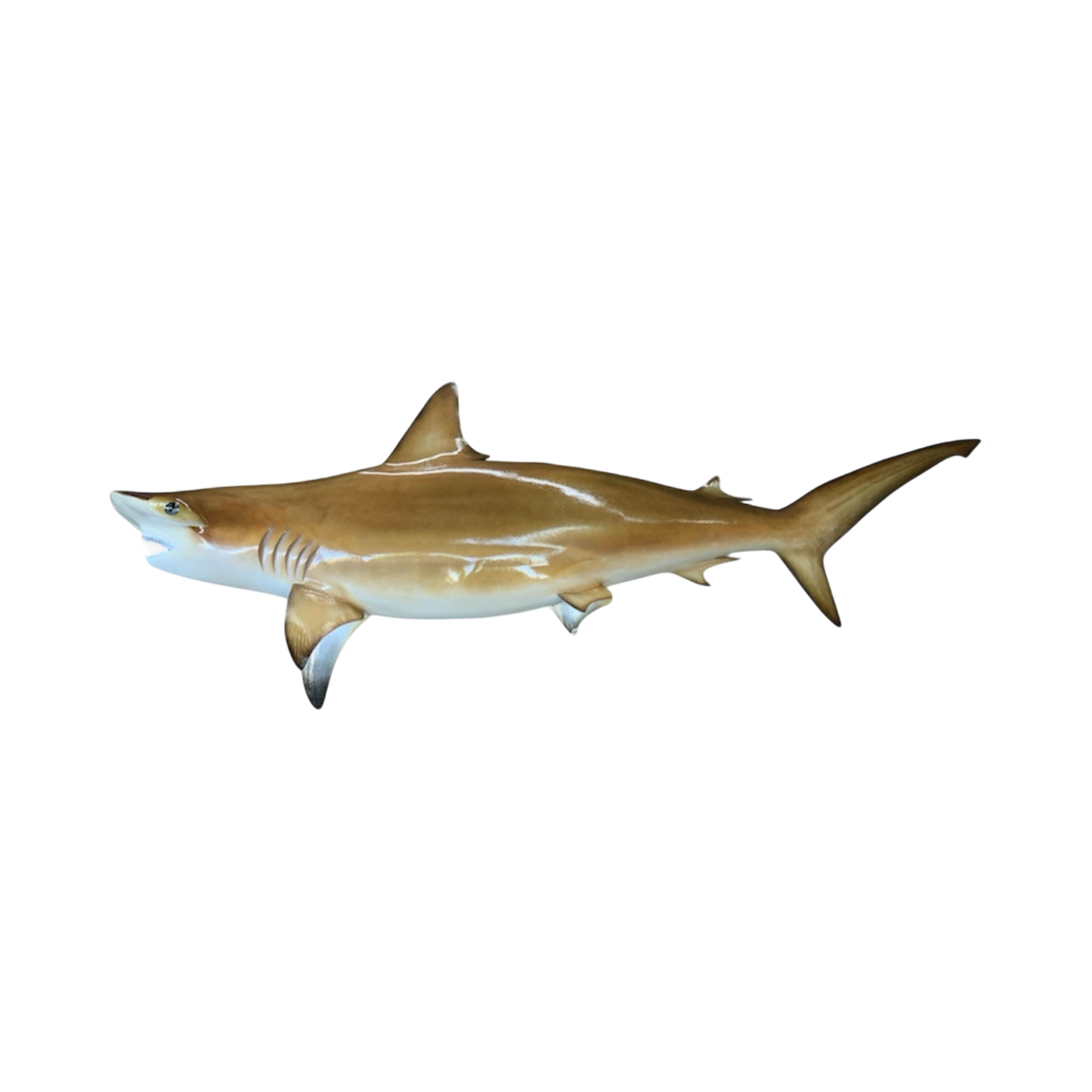 HAMMERHEAD SHARK 61.PNG
