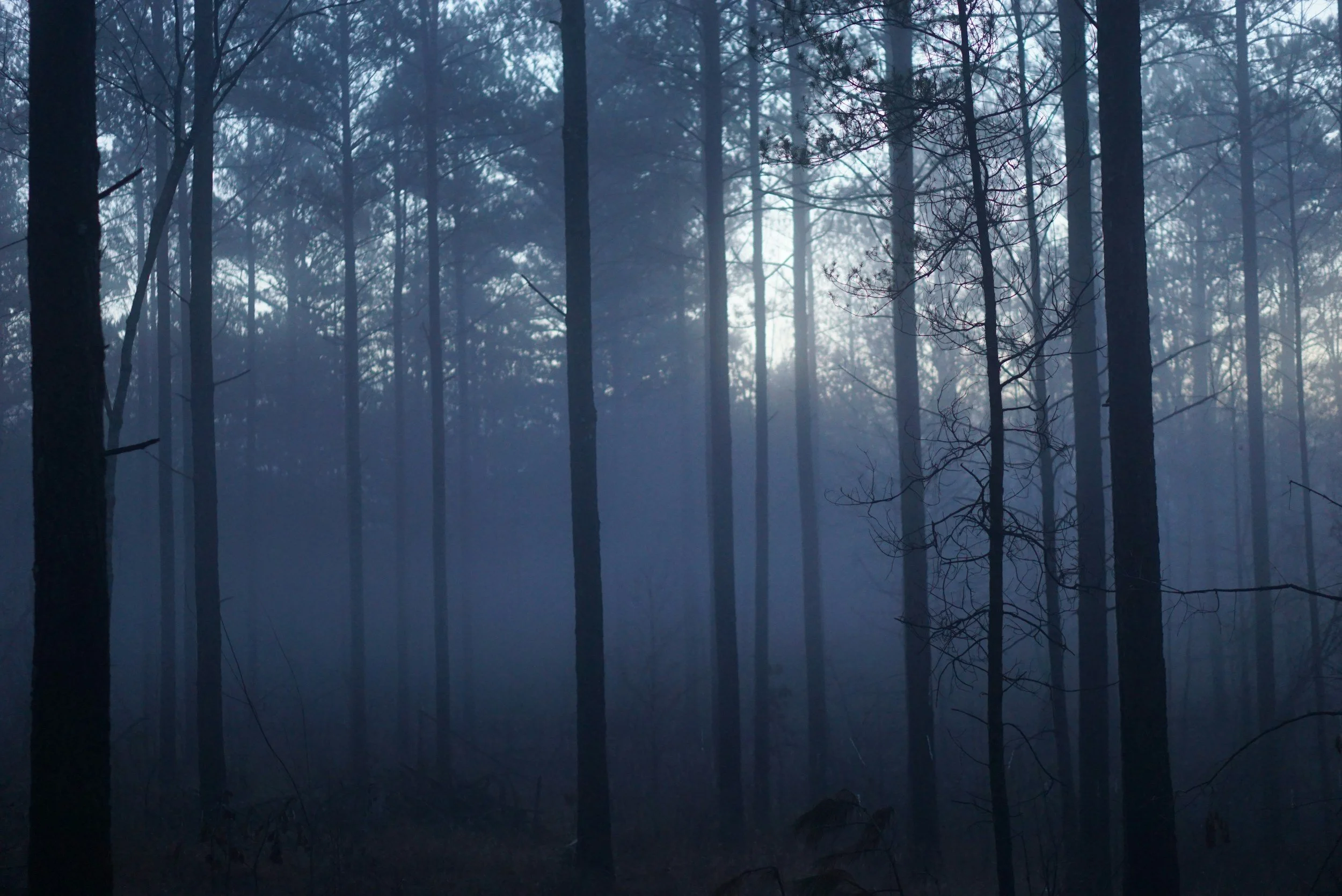 A foggy forest with tall, thin trees, some with sparse branches, and a bluish haze that obscures the background.