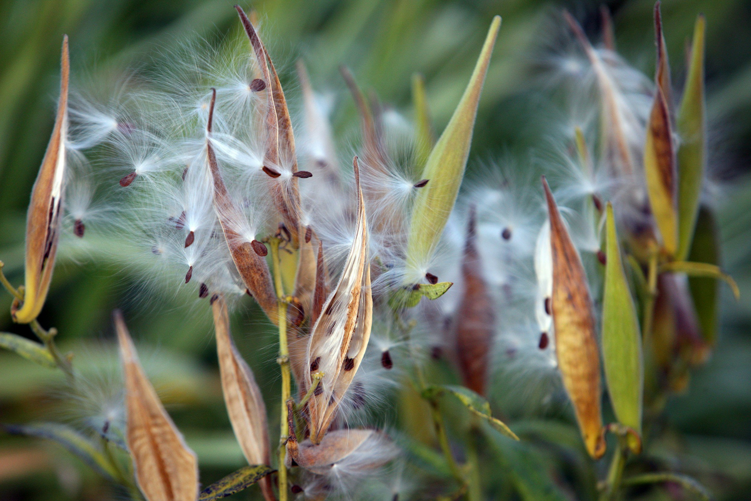 Close-up of a cluster of dandelion seed heads with some on the verge of dispersing and others still intact, surrounded by green foliage.